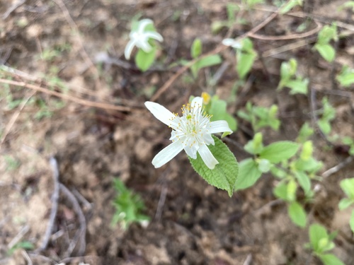 Grewia pachycalyx (Large-flowered white cross-berry) — photo