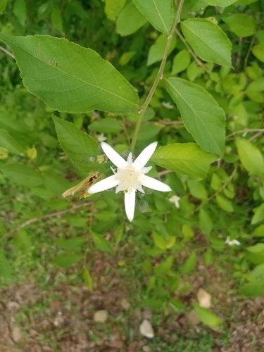 Grewia pachycalyx (Large-flowered white cross-berry) — photo