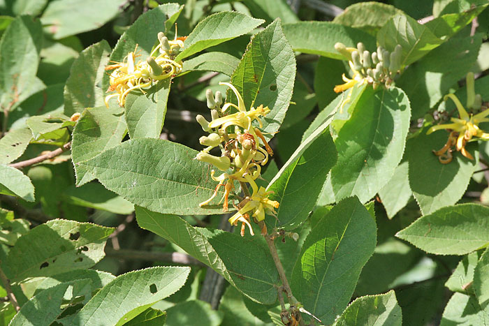 Grewia pilosa (Karanto) — photo
