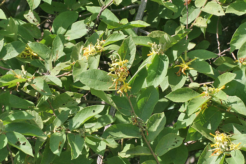 Grewia pilosa