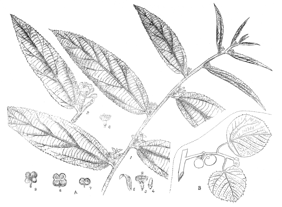 Grewia polygama