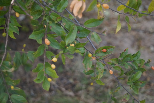 Grewia retinervis (Kalahari grewia) — photo