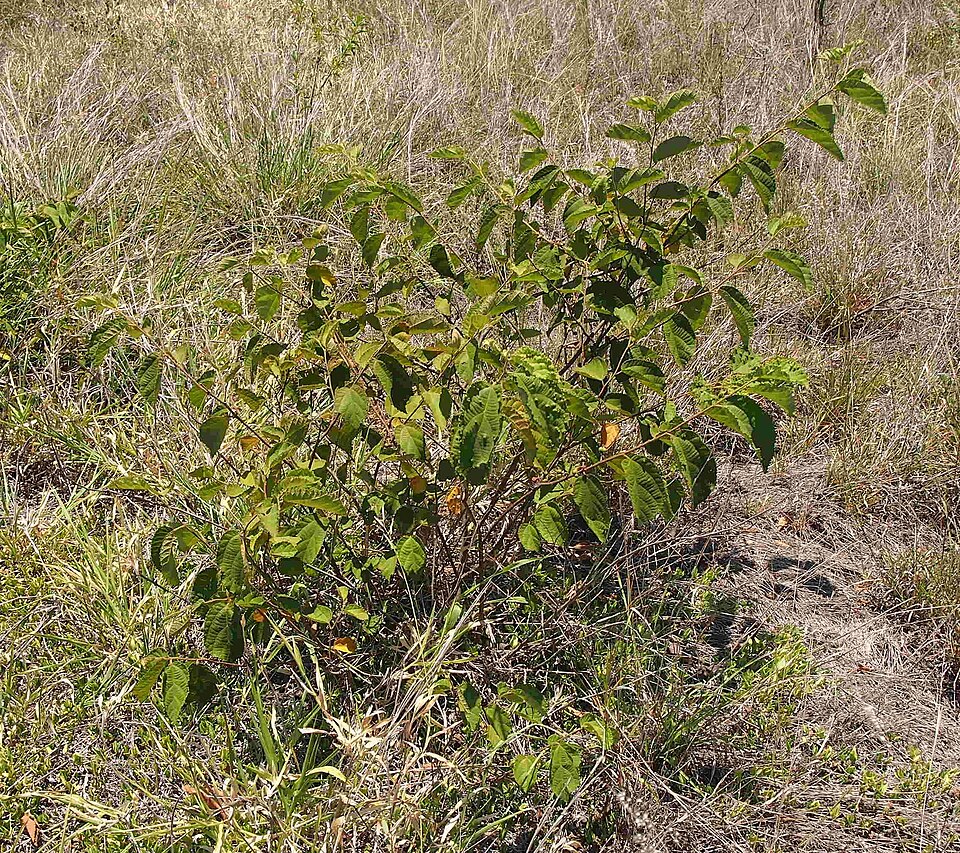 Grewia retusifolia (Emu berry) — photo