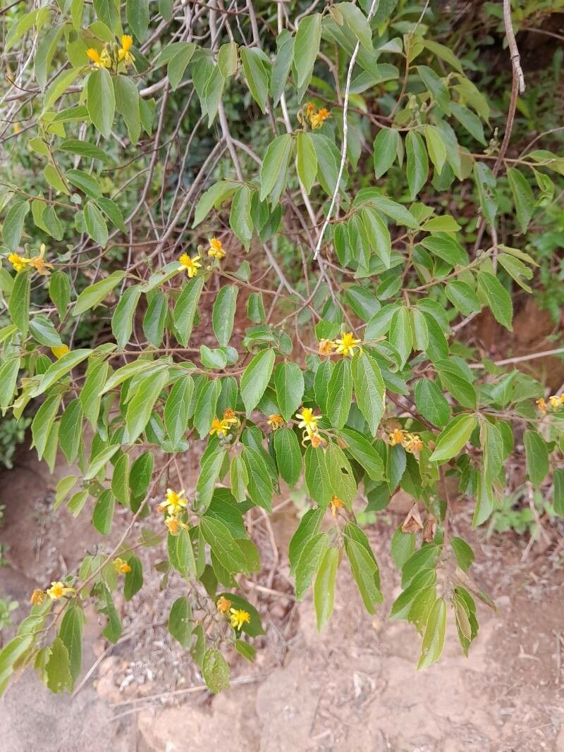 Grewia rhomboides — photo