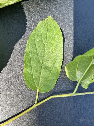 Grewia rhomboides