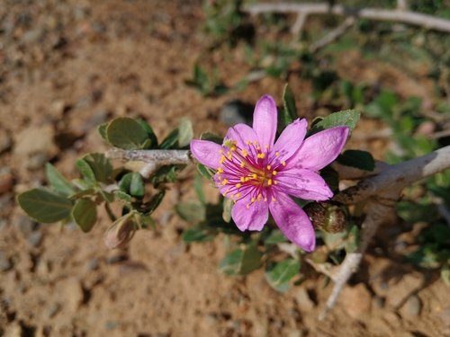 Grewia robusta — photo