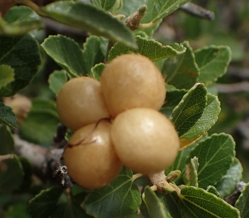 Grewia robusta — photo