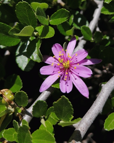 Grewia robusta