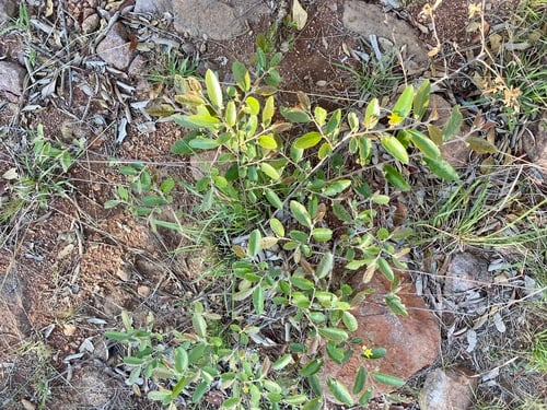 Grewia rogersii (Waterberg raisin) — photo