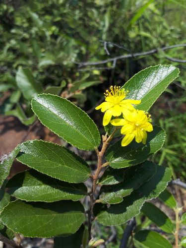 Grewia rogersii