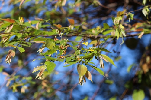 Grewia rothii — photo
