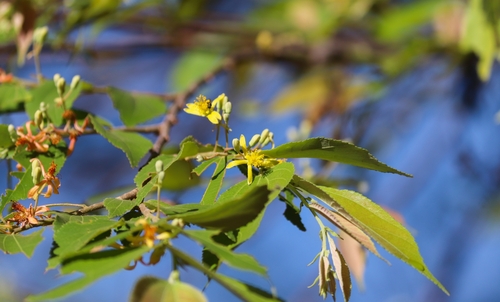Grewia rothii