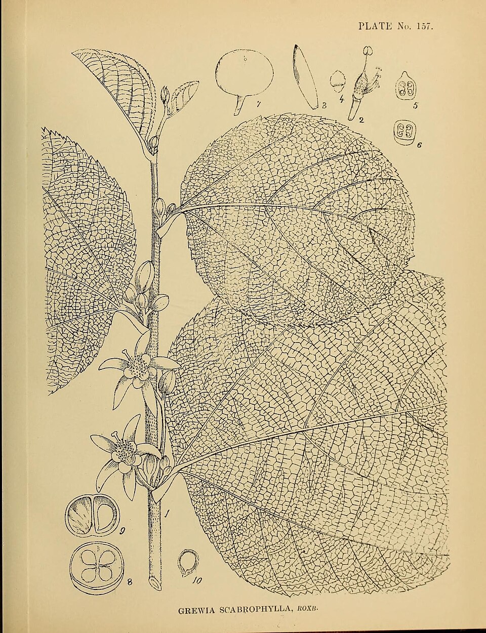 Grewia sclerophylla