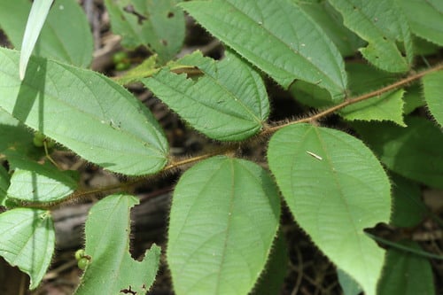 Grewia sessilifolia — photo