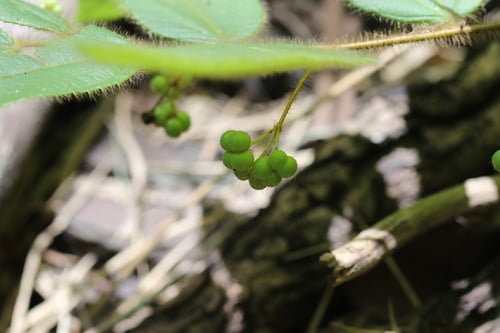 Grewia sessilifolia — photo