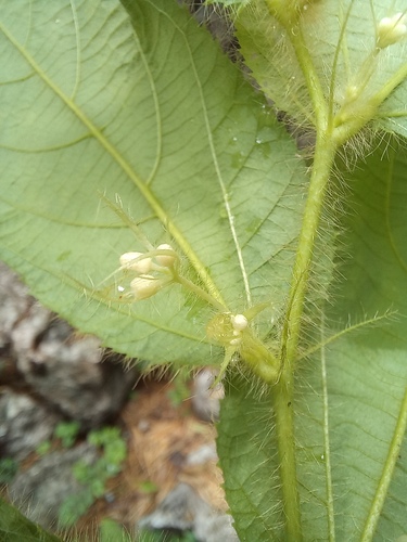 Grewia sessilifolia