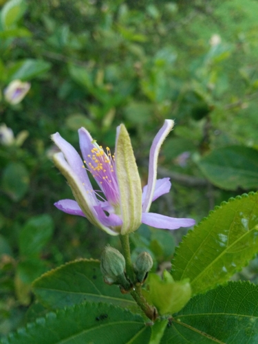 Grewia similis