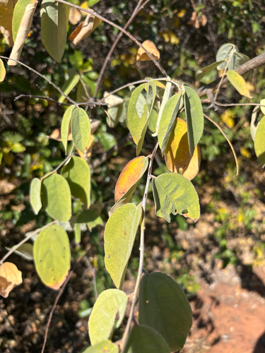 Grewia subspathulata (Hybrid raisin) — photo