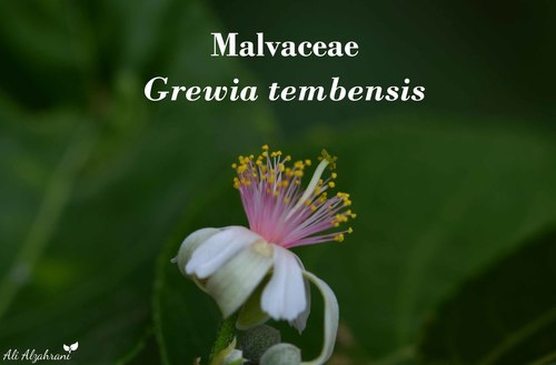 Grewia tembensis