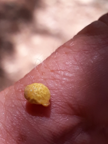Grewia tenax (Small-leaved white raisin) — photo