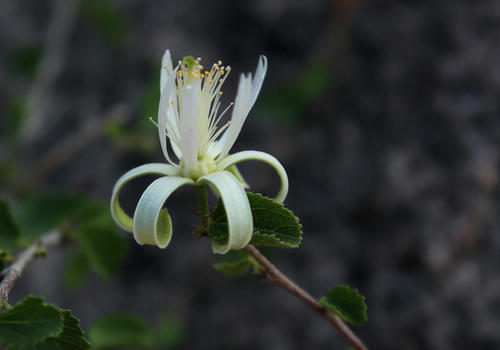 Grewia tenax