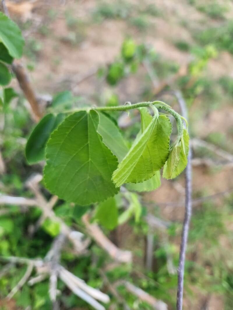 Grewia tephrodermis
