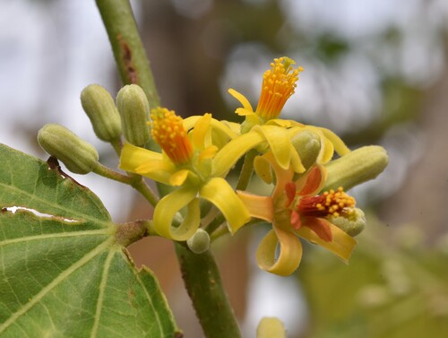 Grewia tiliifolia — photo