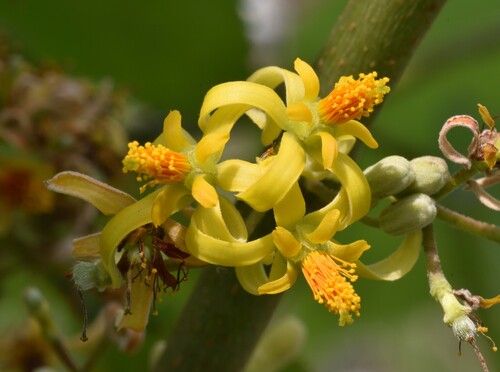 Grewia tiliifolia