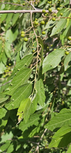 Grewia trichocarpa — photo