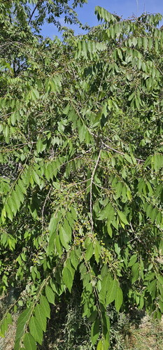 Grewia trichocarpa — photo