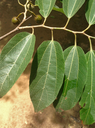 Grewia trichocarpa