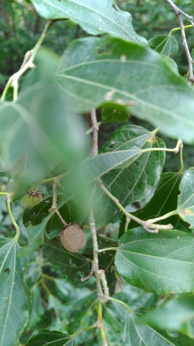 Grewia triflora — photo