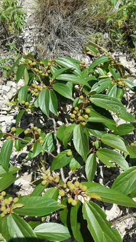 Grewia triflora