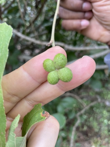 Grewia truncata — photo