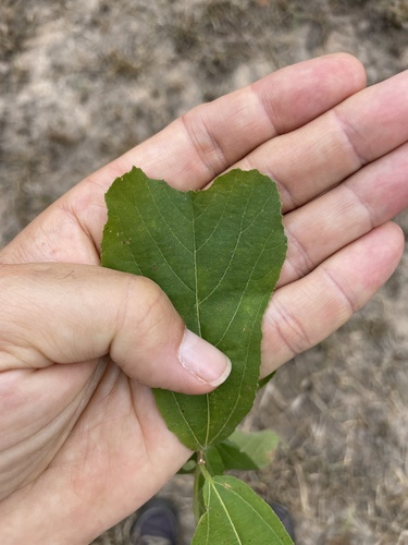 Grewia truncata