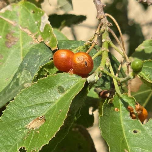 Grewia velutina — photo