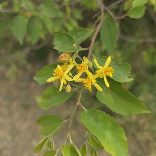Grewia velutina