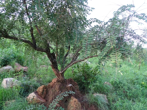 Grewia venusta
