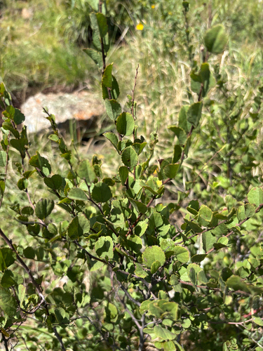 Grewia vernicosa — photo