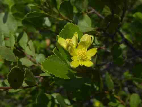 Grewia vernicosa
