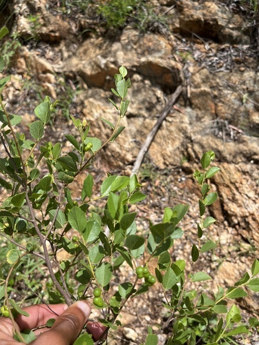 Grewia vernicosa — photo