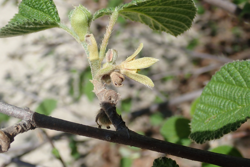 Grewia villosa (Round-leaf grewia) — photo