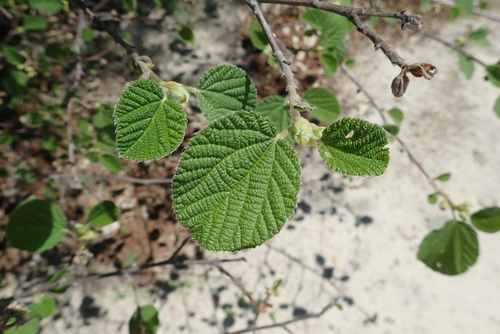 Grewia villosa (Round-leaf grewia) — photo