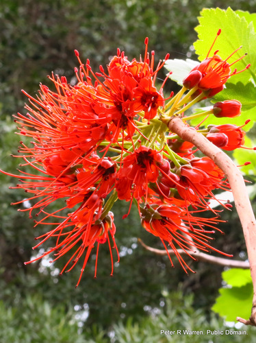 Greyia sutherlandii (Natal bottle brush) — photo