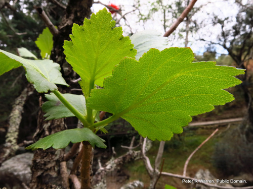 Greyia sutherlandii (Natal bottle brush) — photo
