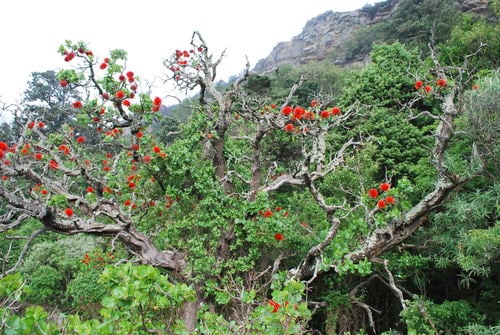 Melianthaceae