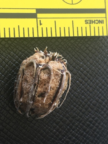 Grias cauliflora (Anchovy pear) — photo