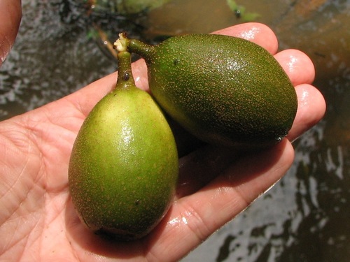 Grias cauliflora (Anchovy pear) — photo