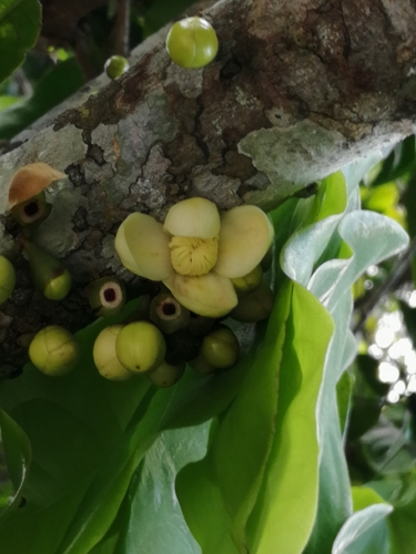 Grias cauliflora