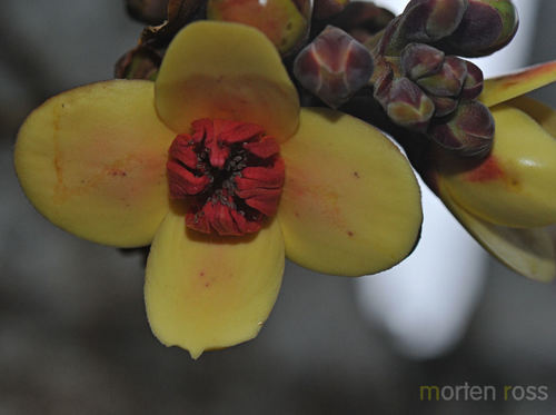 Grias neuberthii (Mango sacha) — photo